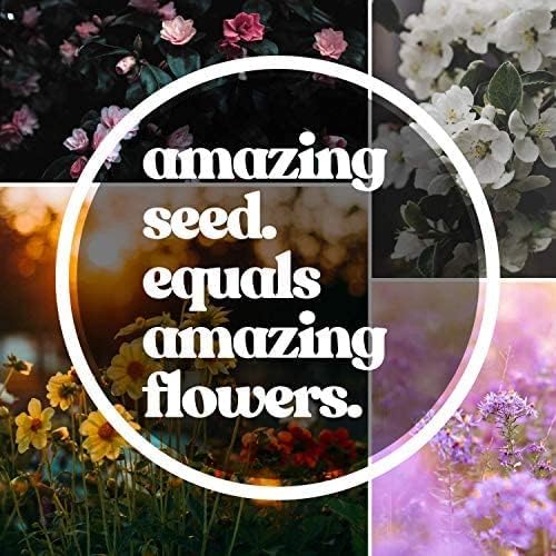 Northeastern Wildflower Seeds Bulk β 1 lb, 640,000+ Seeds β Annual & Perennial Wildflower Mix with Native Northeast Flowers β Regional Pollinator Flower Seed for Garden & Meadow