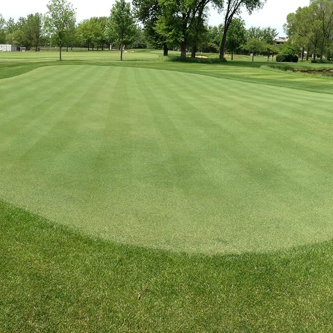 Outsidepride V8 Creeping Bentgrass Seed - 2 lbs. Fine-Bladed, Premium Quality Turf, Grass Seeds for Smooth Surface, & High-Traffic Areas, Ideal Grass for Golf Courses Putting Greens, & Fairways