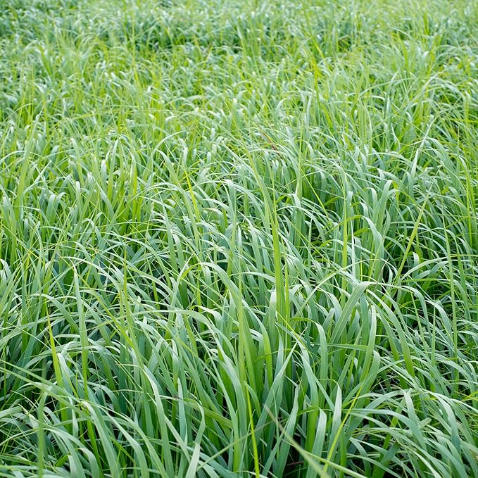 Outsidepride Switchgrass Seed - 10 lbs. Perennial Hardy, Drought & Flood Tolerant Native Grass Seed Ideal Fast-Growing Grasses for Erosion Control, Wildlife Forage & Food Plots, Thrives in Poor Soil