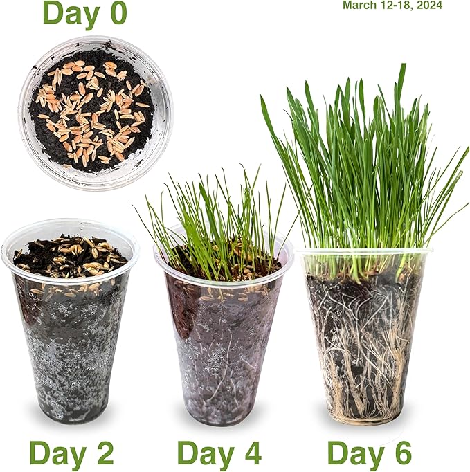 Cat Grass Seed Favorites Non-GMO Wild Native Blend Chosen by Most Kitties+Grows 19 Pots (200 Sq in) in 5 Days So Fresh It Sprouts Faster (Just Packaged) Trusted by Vets for Indoor Cats 7000+ Seeds