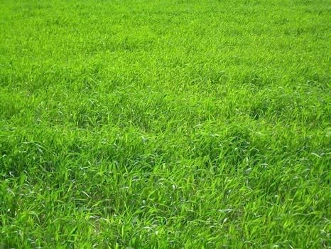 Perennial Ryegrass Seeds – 1 Pound Premium Quality Non-GMO Grass Seed for Lawns, Pastures, and Sports Fields