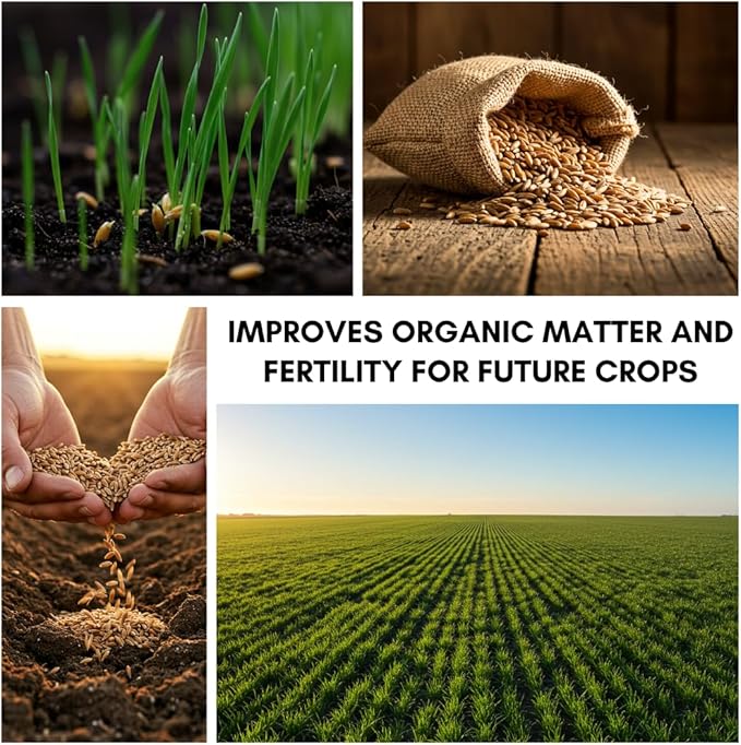 Winter Rye Seeds – Non-GMO Rye Grain Cover Crop – 25 Pound Bag for Soil Health & Weed Control