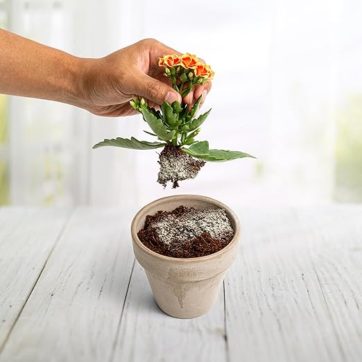 Myco Bliss Powder (20lbs) - Mycorrhizal Fungi for Soil - 5 Strain Mycorrhizal Inoculant with 1000 Propagules Per Gram - Highly Concentrated Mycorrhizae for Plants, Potting Soil, & Garden Soil