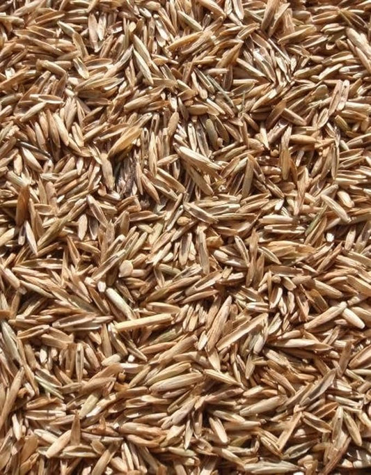 Annual Ryegrass Seeds for Planting - Premium Quality Rye Grass (8 Pounds)