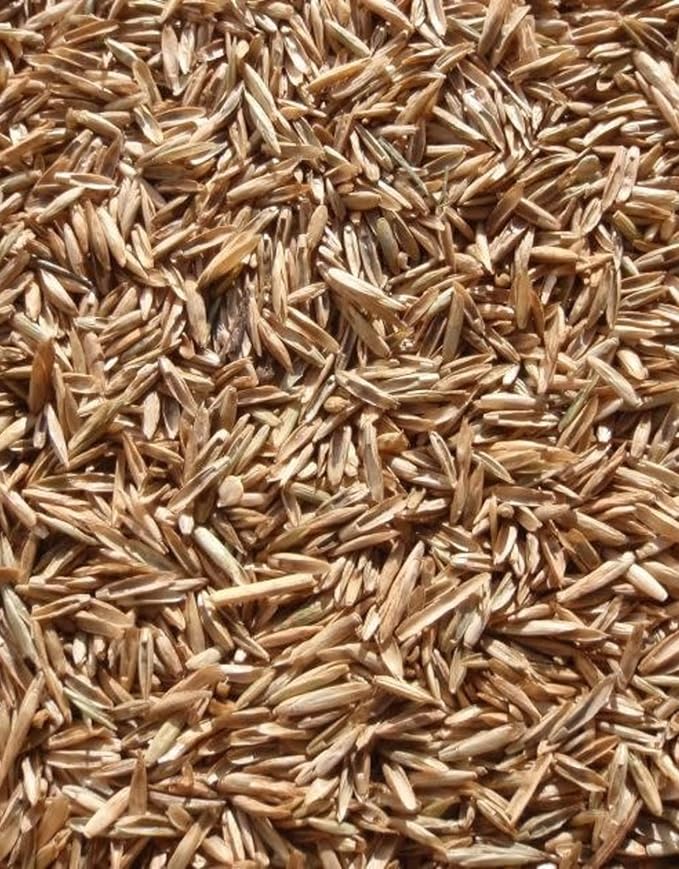 Perennial Ryegrass Seeds for Planting - Premium Quality Rye Grass Seed (8 Pounds)