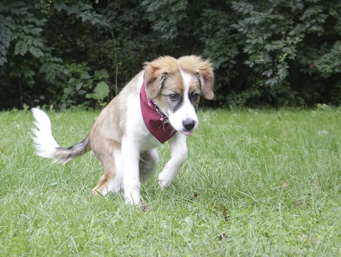 $averPak Pets - InsectGuard Permethrin Treated Mosquitoes, Flies, Ticks & More Insect Repellent Dog Bandanna Paisley (Beige)