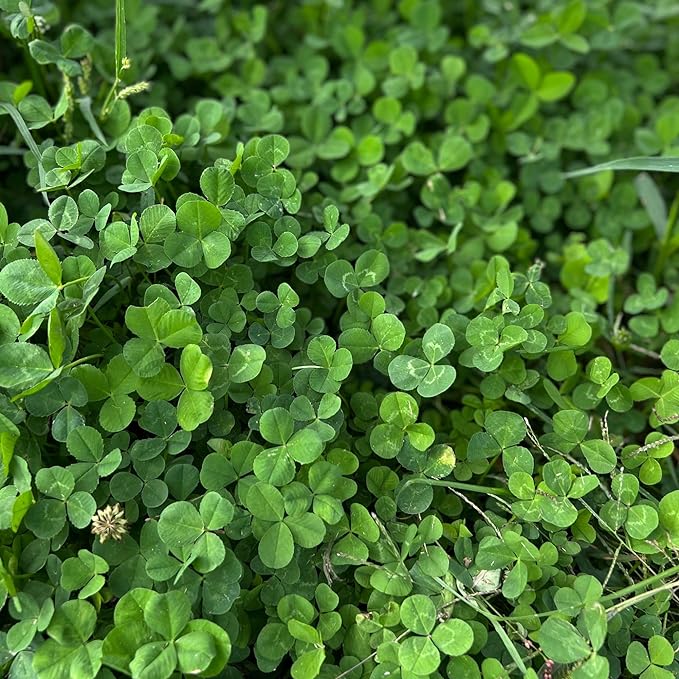 Micro Clover Seed for Lawn - 25 Lb Bulk - ~10 Million Microclover Seeds for Planting - Drought-Tolerant Mini Grass Alternative by Mountain Valley Seed Company