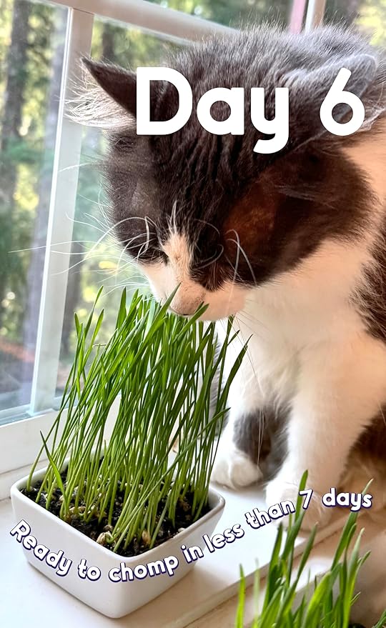 Cat Grass Seed Favorites Non-GMO Wild Native Blend Chosen by Most Kitties+Grows 19 Pots (200 Sq in) in 5 Days So Fresh It Sprouts Faster (Just Packaged) Trusted by Vets for Indoor Cats 7000+ Seeds