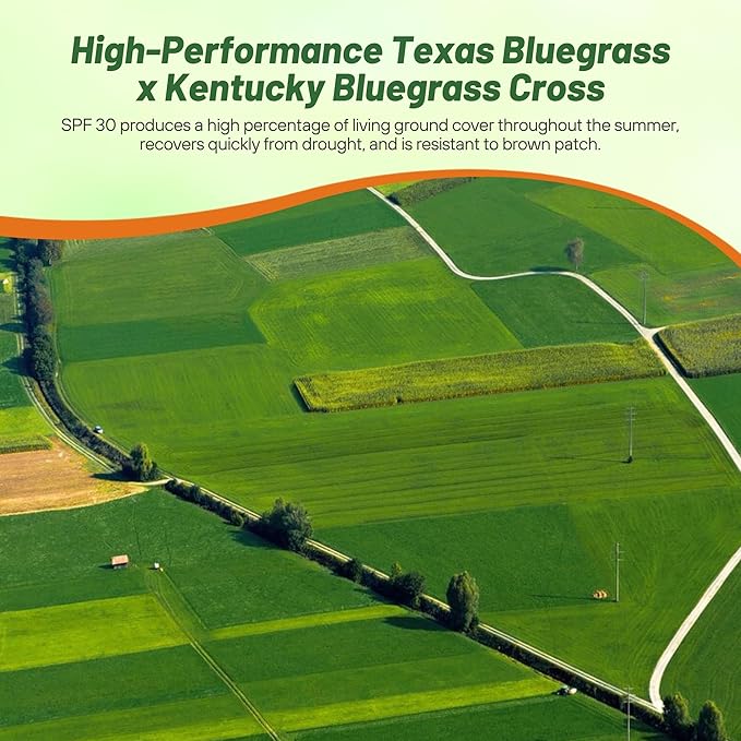 Outsidepride SPF-30 Hybrid Bluegrass Seeds - 25 lbs. Heat & Drought Tolerant, Texas Bluegrass & Kentucky Bluegrass Seed Mix for Challenging Climates, OptiGrowth Coated for Better Establishment