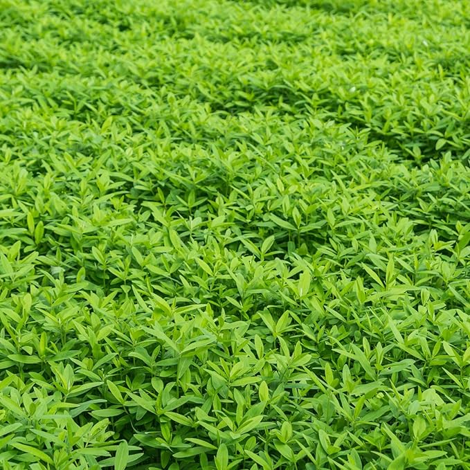 No-Till Farm and Garden Cover Crop Mix Seeds - 1 Lbs - Blend of Gardening Cover Crop Seeds: Hairy Vetch, Daikon Radish, Forage Collards, Triticale, More