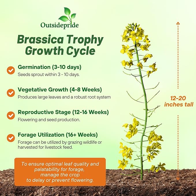 Outsidepride Trophy Forage Rape Seed - 1 Lb Heat, Cold & Drought-Tolerant Brassica Food Plot Seed, Ideal for for Deer & Livestock Grazing, Fall Planting, Soil Improvement, & Erosion Control