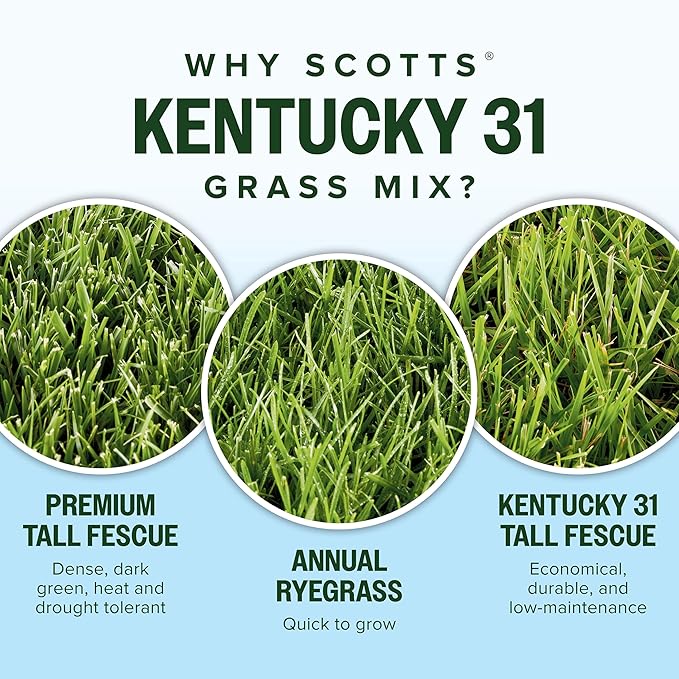 Scotts Kentucky 31 Grass Seed Mix for New Lawns or Overseeding, Grows Thicker and Greener vs. Other Kentucky 31 Mixes, Covers up to 5,000 sq. ft.