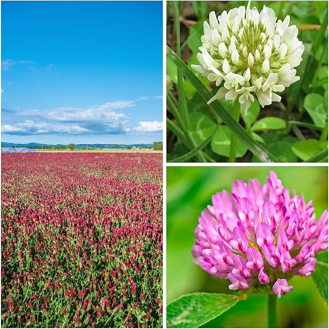 Clover Trio Seed Blend – Premium 25 LB Bulk ~4,480,000 Seeds – Red, White & Crimson Clover – Cover Crop & Soil Enrichment Mix
