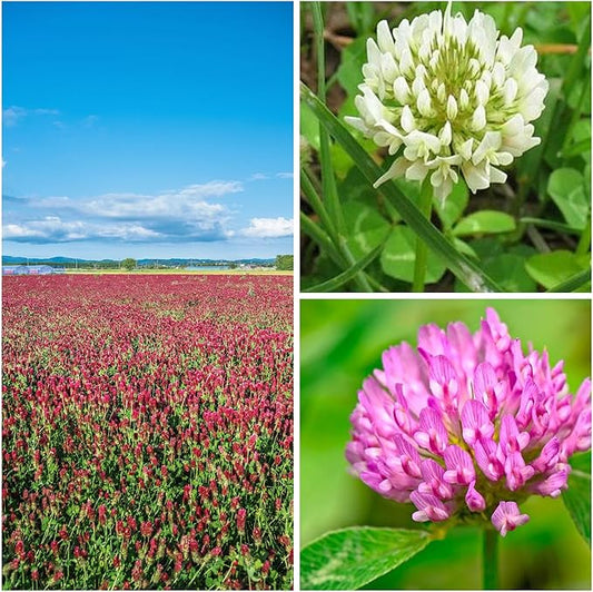 Clover Trio Seed Blend – Premium 25 LB Bulk ~4,480,000 Seeds – Red, White & Crimson Clover – Cover Crop & Soil Enrichment Mix