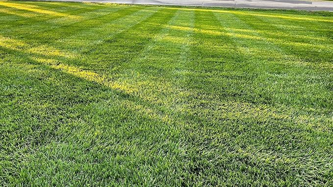 Lesco All-Pro Transition Tall Fescue Grass Seed Blend – (10 lbs) **Non-RETURNABE** Drought-Tolerant, Heat & Shade Resistant, Insect-Resistant Lawn Seed for Durable Turf