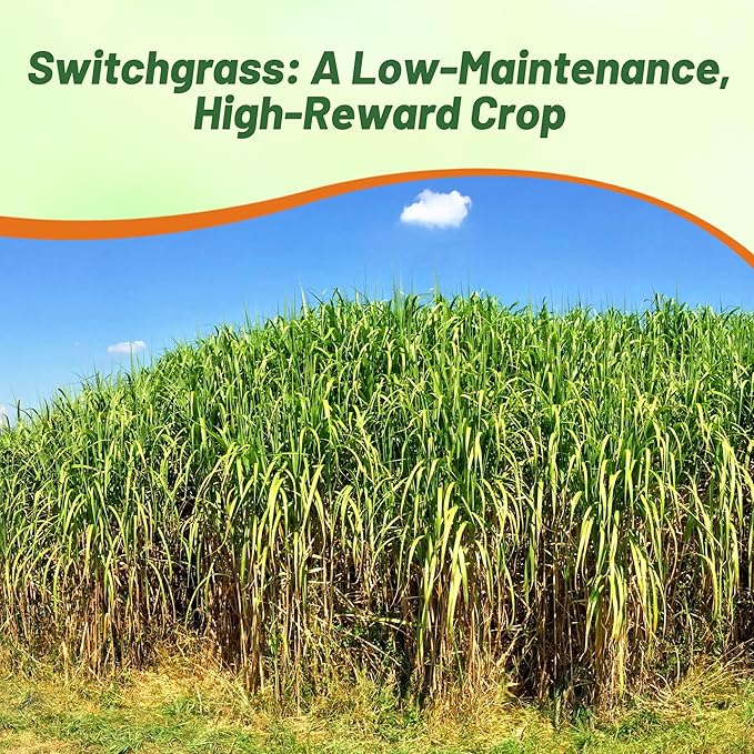 Outsidepride Switchgrass Seed - 25 lbs. Perennial Hardy, Drought & Flood Tolerant Native Grass Seed Ideal Fast-Growing Grasses for Erosion Control, Wildlife Forage & Food Plots, Thrives in Poor Soil