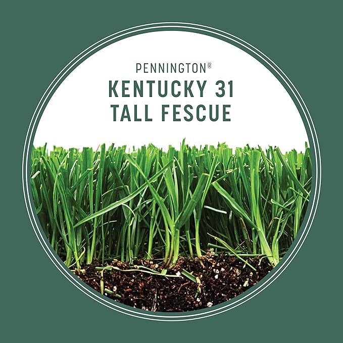 Pennington Kentucky 31 Tall Fescue Penkoted Grass Seed 7 lb