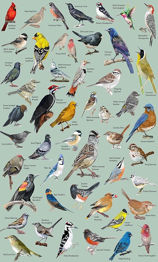Bird Puzzle for Adults 1000 Pieces and Up, Backyard Birding Puzzle Collects 47 Backyard Birds of North America, Birds Theme Jigsaw Puzzles for Bird Lover