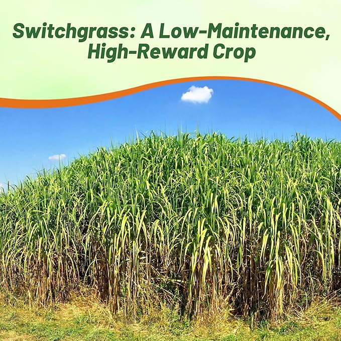 Outsidepride Switchgrass Seed - 5 lbs. Perennial Hardy, Drought & Flood Tolerant Native Grass Seed Ideal Fast-Growing Grasses for Erosion Control, Wildlife Forage & Food Plots, Thrives in Poor Soil