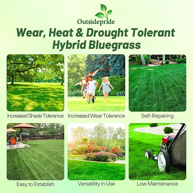 Outsidepride SPF-30 Hybrid Bluegrass Seeds - 25 lbs. Heat & Drought Tolerant, Texas Bluegrass & Kentucky Bluegrass Seed Mix for Challenging Climates, OptiGrowth Coated for Better Establishment