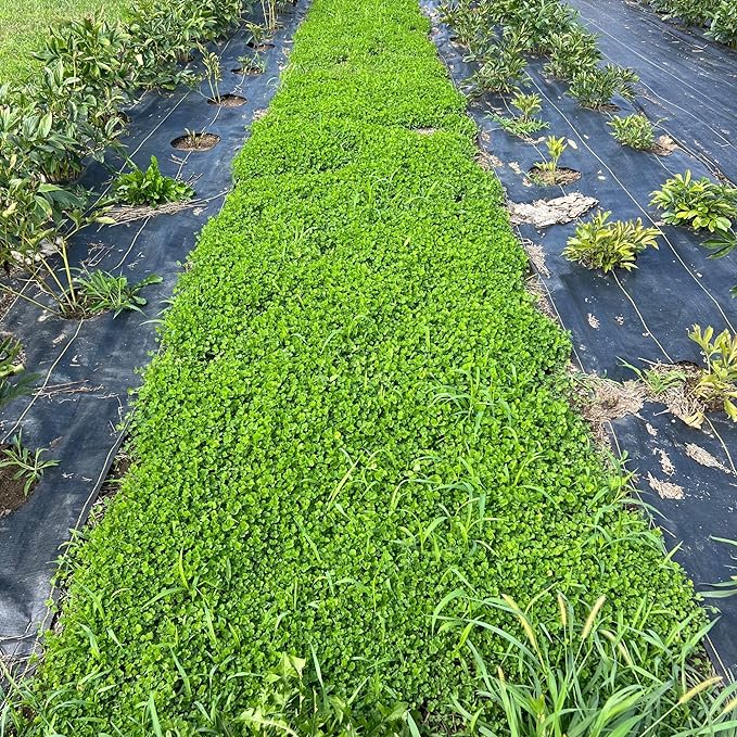 Micro Clover Seed for Lawn - 4 Oz - ~100,000 Microclover Seeds for Planting - Drought-Tolerant Mini Grass Alternative by Mountain Valley Seed Company